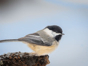 Sweet Little Chickadee