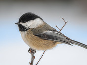 Sweet Little Chickadee