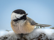 Sweet Little Chickadee