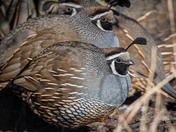 A Covey of Quail Topknots
