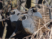 A Covey of Quail Topknots