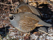A Covey of Quail Topknots