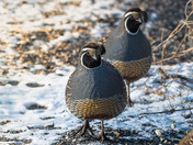 A Covey of Quail Topknots