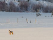 Walking into the Light
