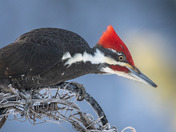 A lovely pop of color during the winter!