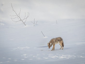 Remnants of a meal...