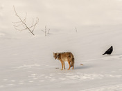 Remnants of a meal...