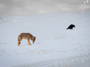 Remnants of a meal...