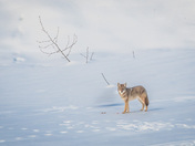 Remnants of a meal...