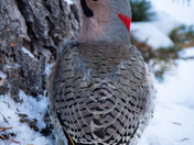 Northern Flicker