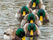 got my ducks in a row 