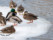 Black duck with some bling