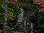 Barred Owl 