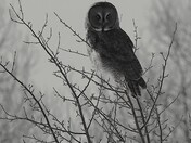 A Great Grey Owl