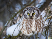 Boreal Owl