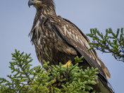 Juvenile Bald Eagle 