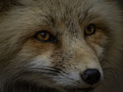 Look Deep into my Eyes 