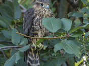 Merlin Fledgling 