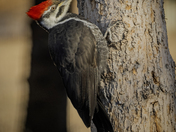 Pileated Woodpecker 