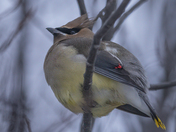 Puffed Up for Warmth 