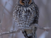 Long-eared owl 