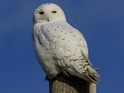Snowy Owl 