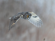 Long-eared owl