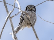 Northern Hawk Owl