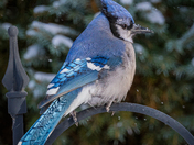 Where are the Peanuts 