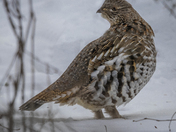 Why Did the Grouse Cross the Road?