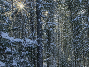 Winter Among the Pines