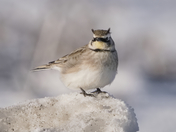 Horned Lark