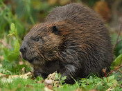 Steveston's Resident Beaver