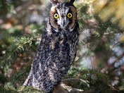 Long-eared Owl