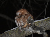 Red Morph Eastern Screech Owl