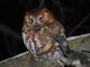 Red Morph Eastern Screech Owl