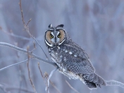 Long-eared owl 