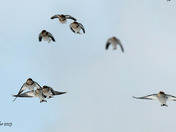 A lot of Snow buntings 