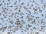 A lot of Snow buntings 