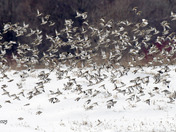 A lot of Snow buntings 