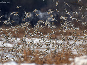 A lot of Snow buntings 