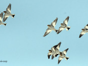 A lot of Snow buntings 