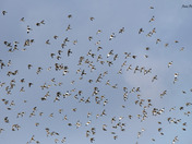 A lot of Snow buntings 