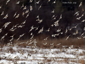 A lot of Snow buntings 