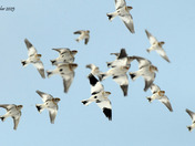 A lot of Snow buntings 