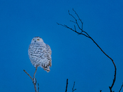 snowy owl on top of tree during blue hours