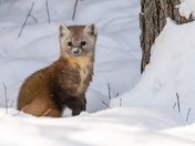 Pine Marten