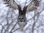 Barred owl in flight