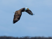 Bald Eagle in flight!