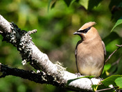 Cedar Waxwing